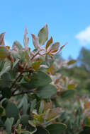 Image of La Panza manzanita