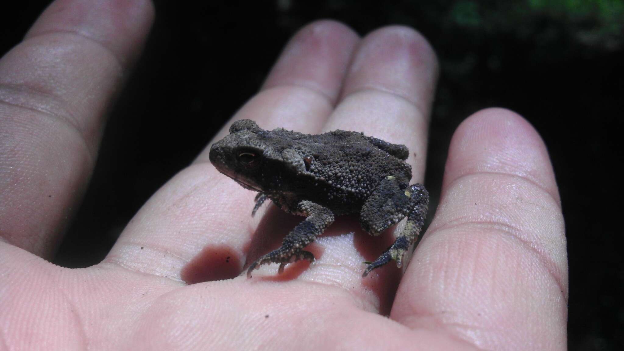 Image of Gulf Coast toad