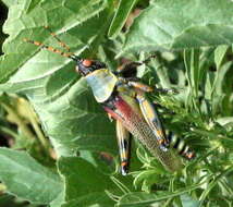 صورة Zonocerus elegans elegans (Thunberg 1815)