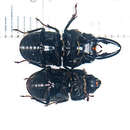 Image of Onorelucanus pulverosus (Westwood 1875)