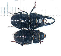 Image of Onorelucanus pulverosus (Westwood 1875)