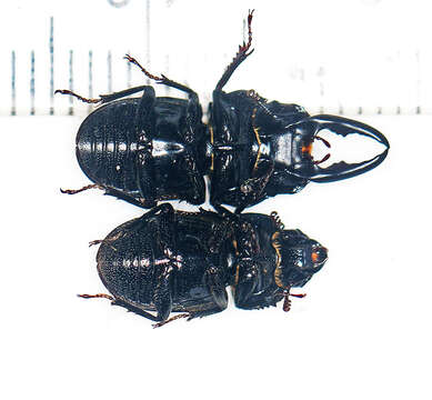 Image of Onorelucanus