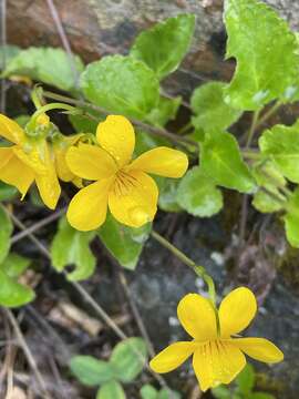 Image of Chilean yellow violet