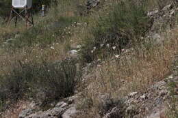 Image of butterfly mariposa lily