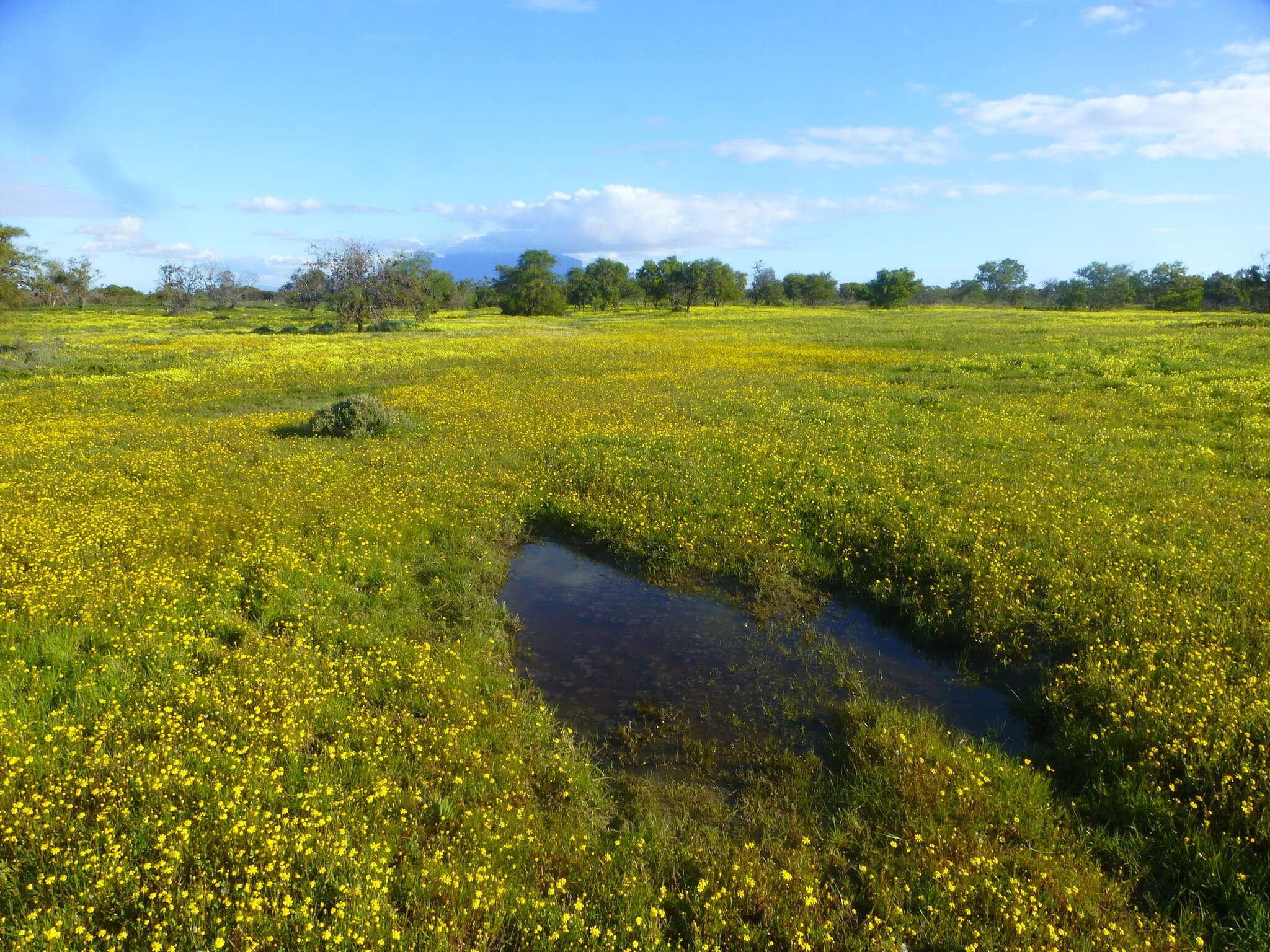 Image of Cotula filifolia Thunb.