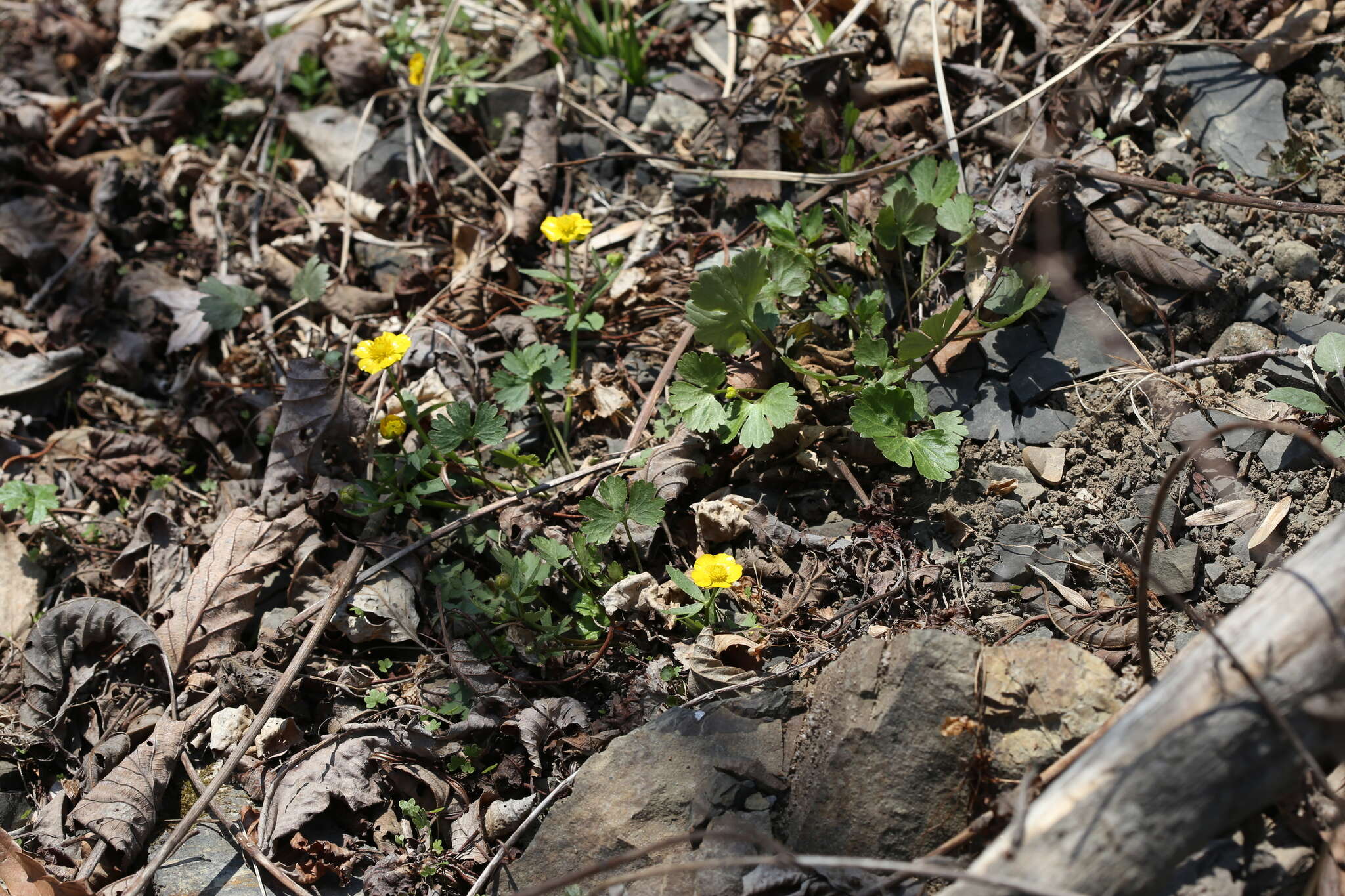 Image of Ranunculus franchetii H. Boissieu