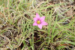 Image of Romulea camerooniana Baker