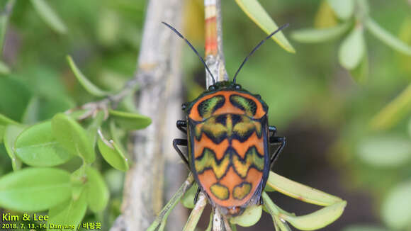 Image of Poecilocoris Dallas 1848