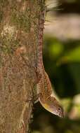 Image of Bueycito Anole