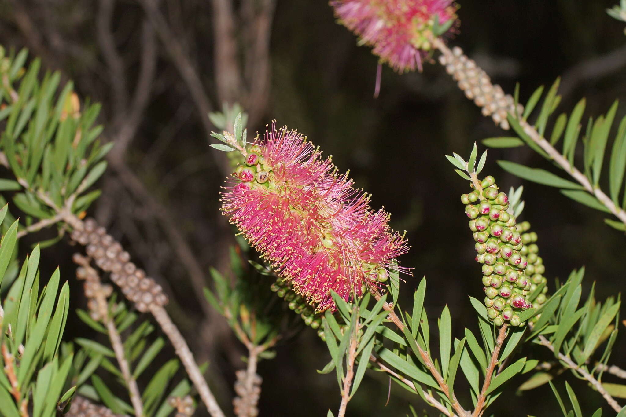 Imagem de Callistemon wimmerensis Marriott & G. W. Carr