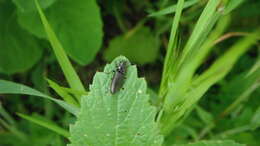Image of Hemicrepidius niger (Linnaeus 1758)
