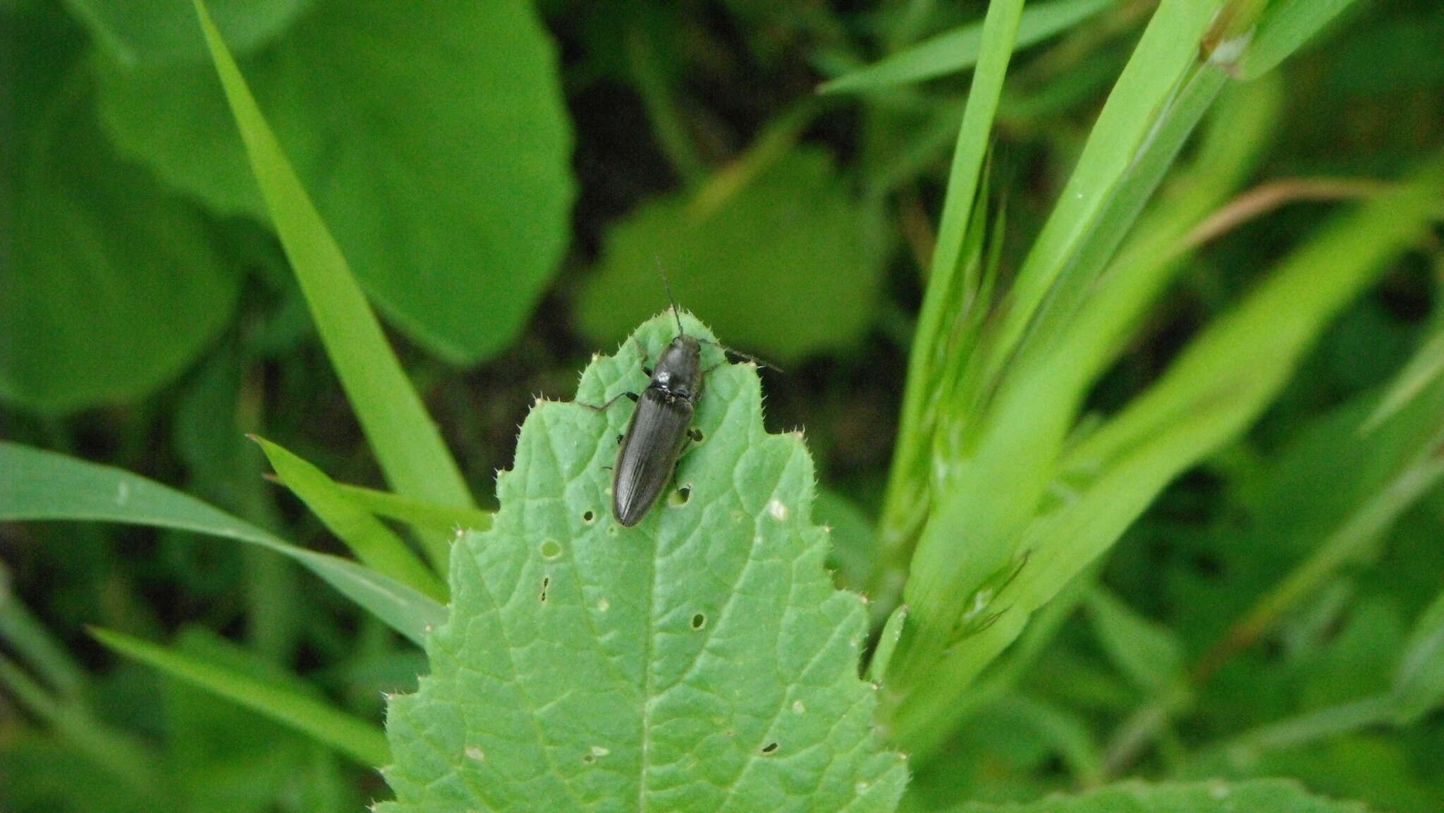 Image of Hemicrepidius niger (Linnaeus 1758)