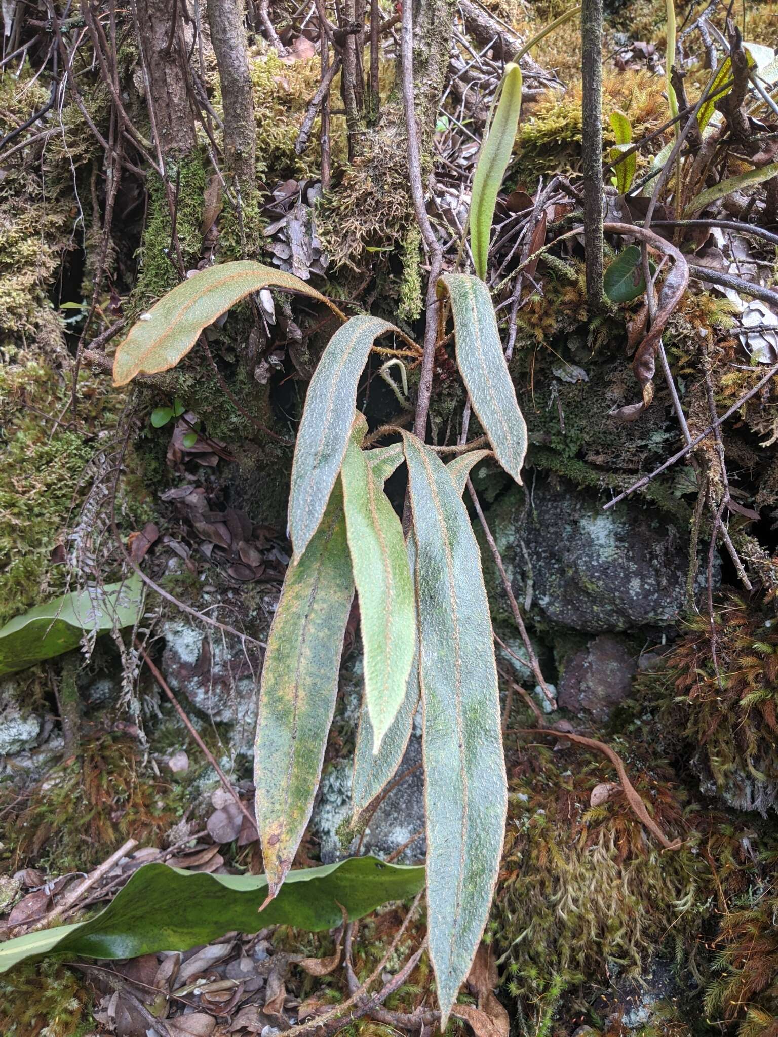 Image de Elaphoglossum paleaceum (Hook. & Grev.) Sledge