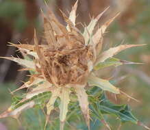 Image of Berkheya chamaepeuce (S. Moore) Roessler