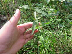 Image of tall thoroughwort