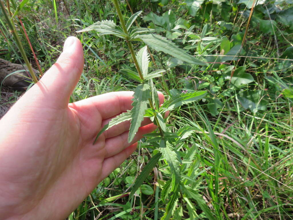 Image of tall thoroughwort