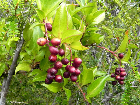 Image of Griselinia racemosa (Phil.) Taub.