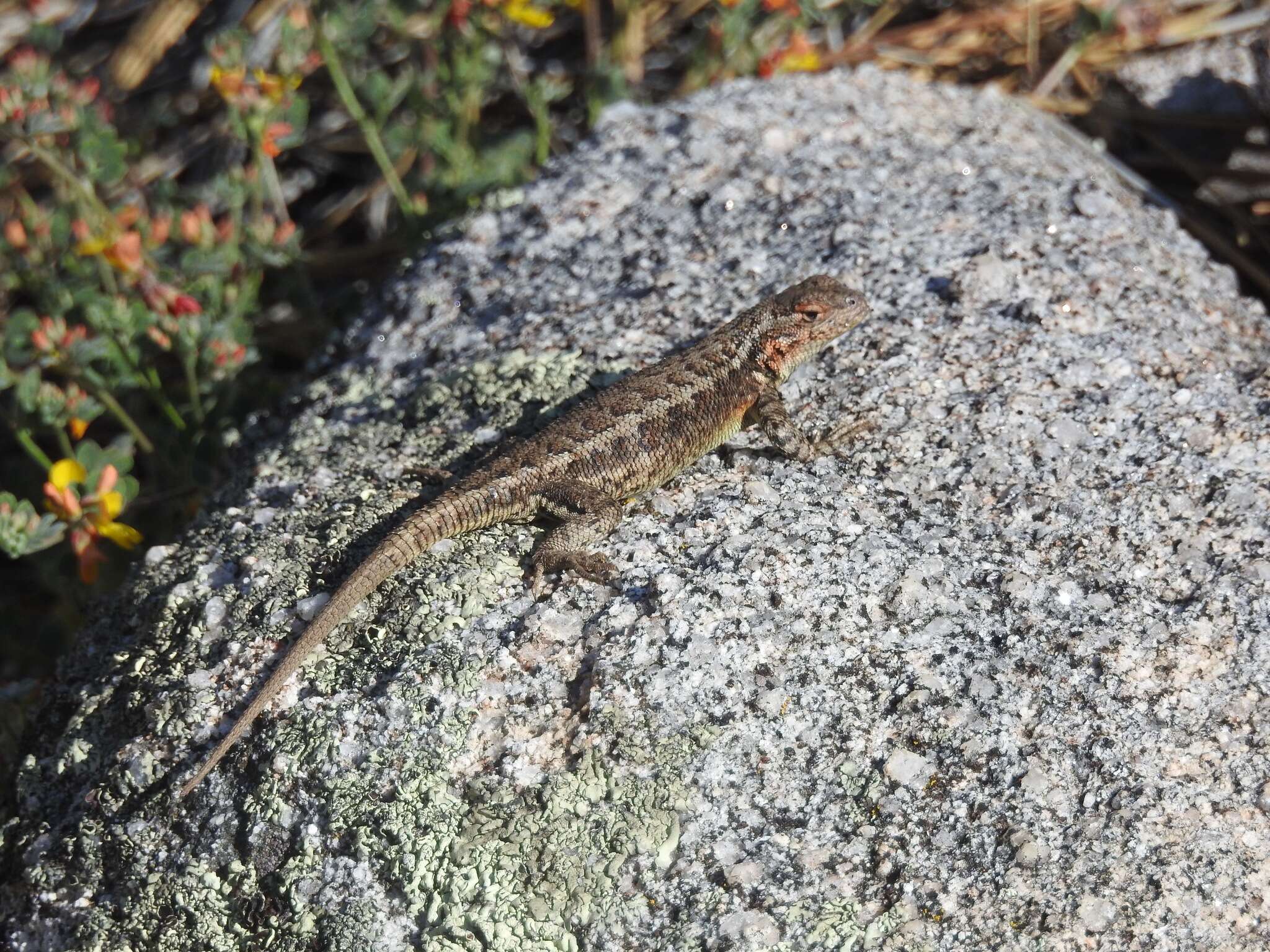 Image of Southern Sagebrush Lizard