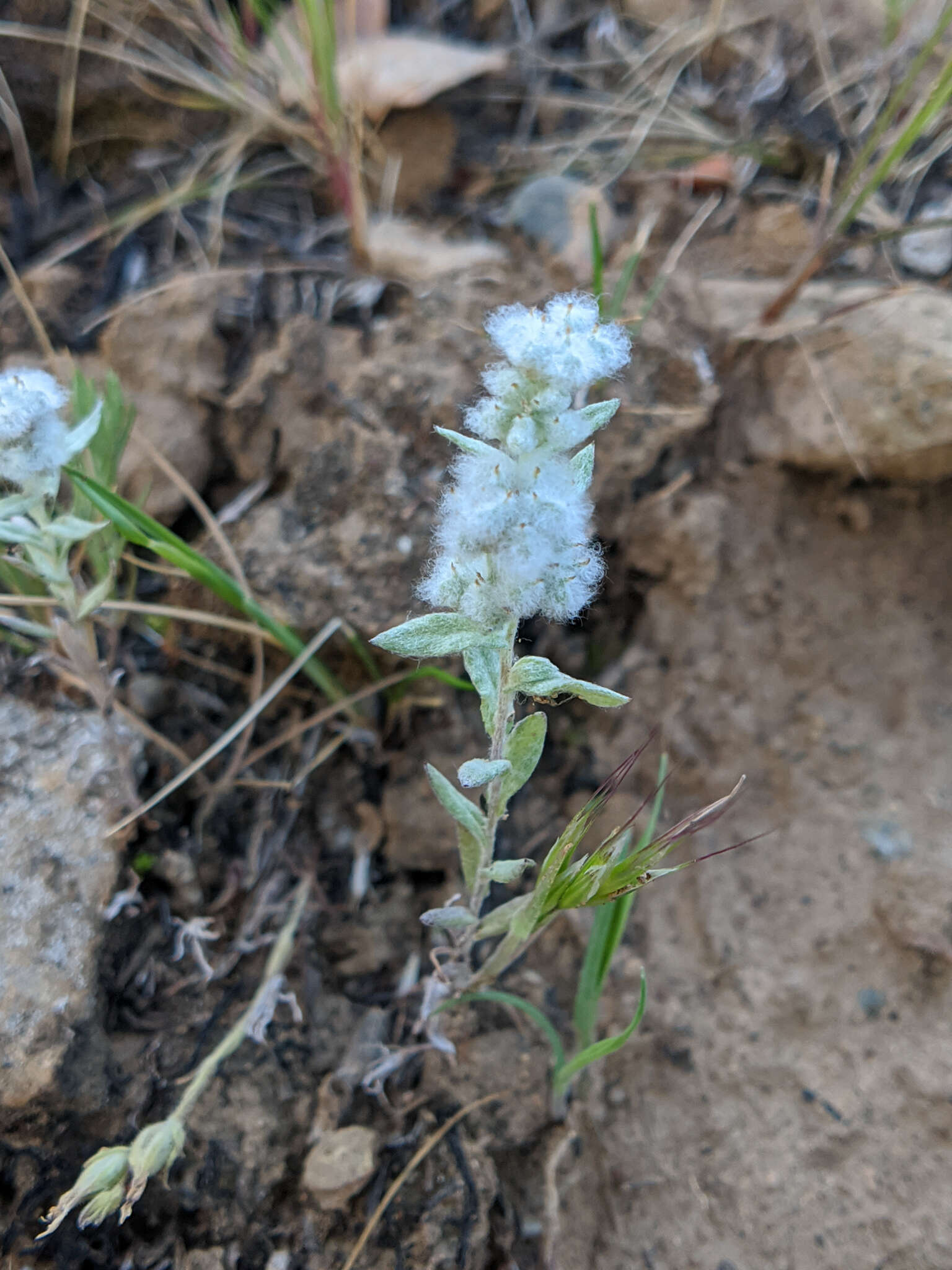 Image of <i>Micropus <i>californicus</i></i> var. californicus