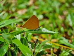 Слика од Loxura atymnus fuconius Fruhstorfer 1912