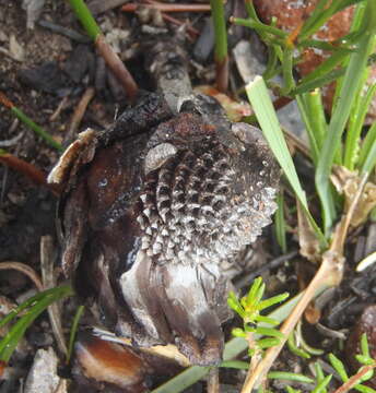 Image of Protea vogtsiae Rourke