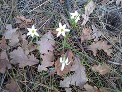 Image of Romulea flava var. flava