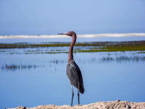 Image of Egretta rufescens dickeyi (Van Rossem 1926)