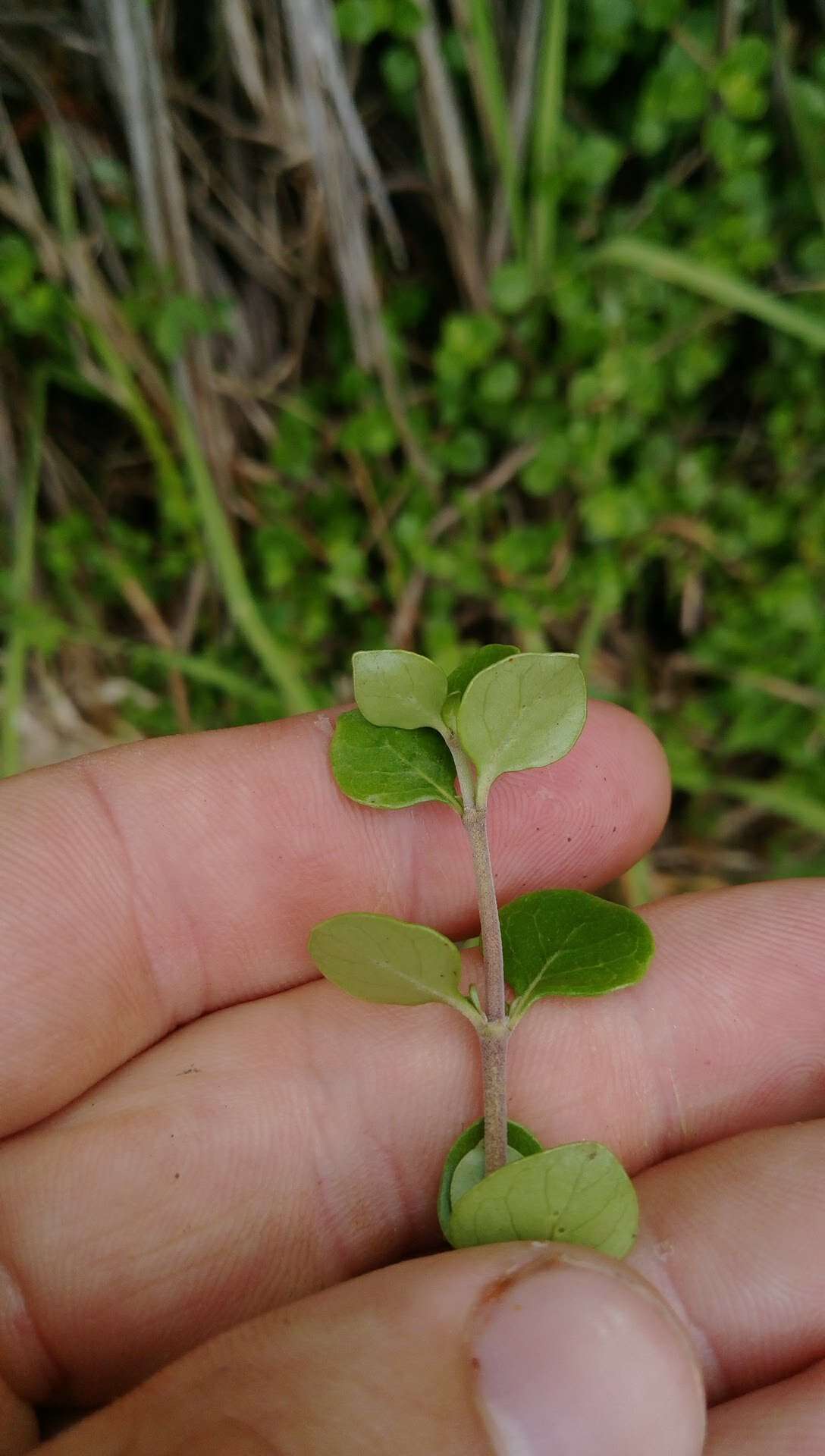 Image of Coprosma neglecta Cheeseman