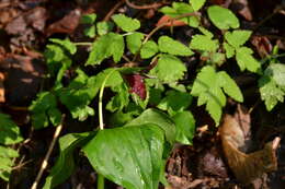 Image of furrowed wakerobin