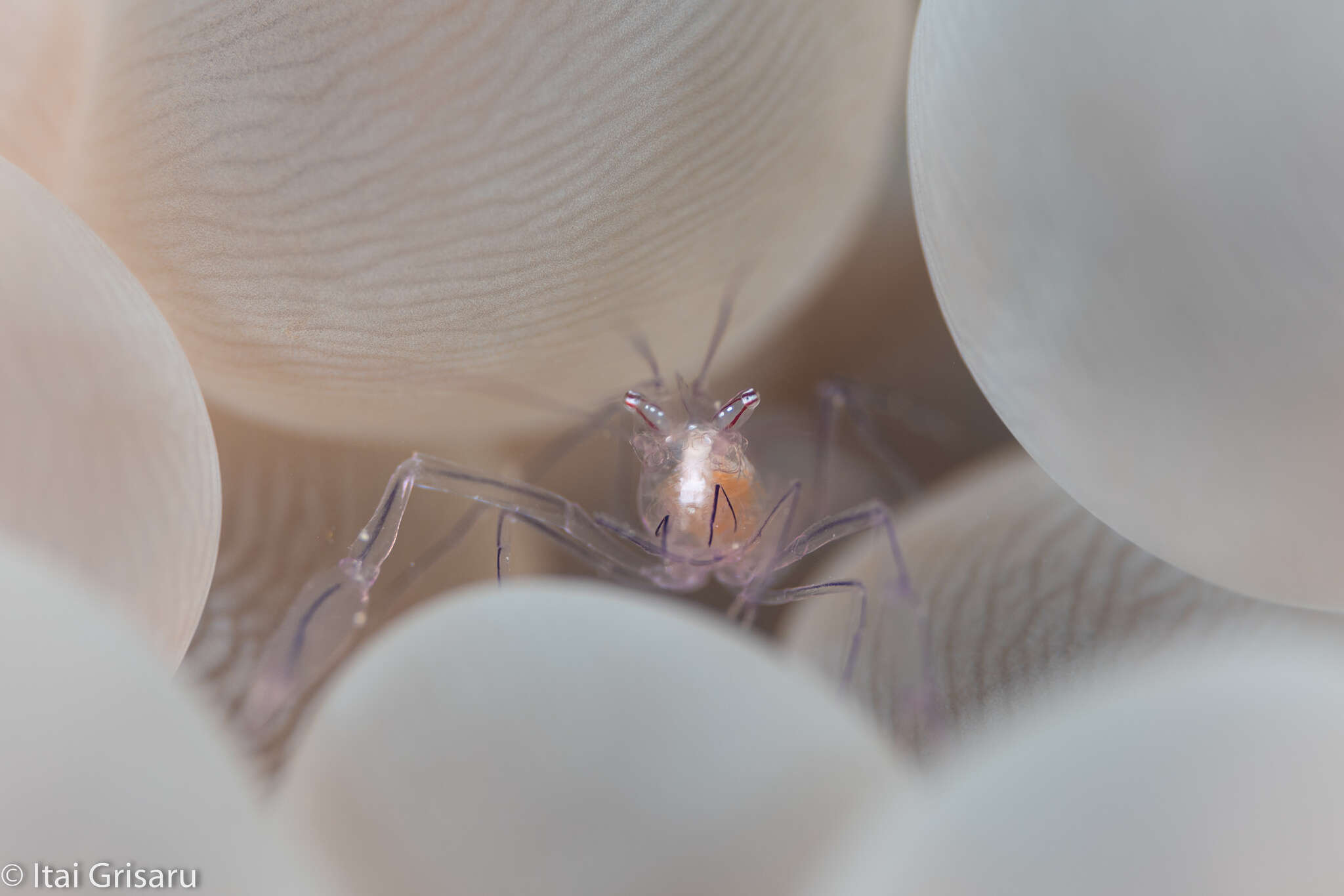 Image of Bubble coral shrimp