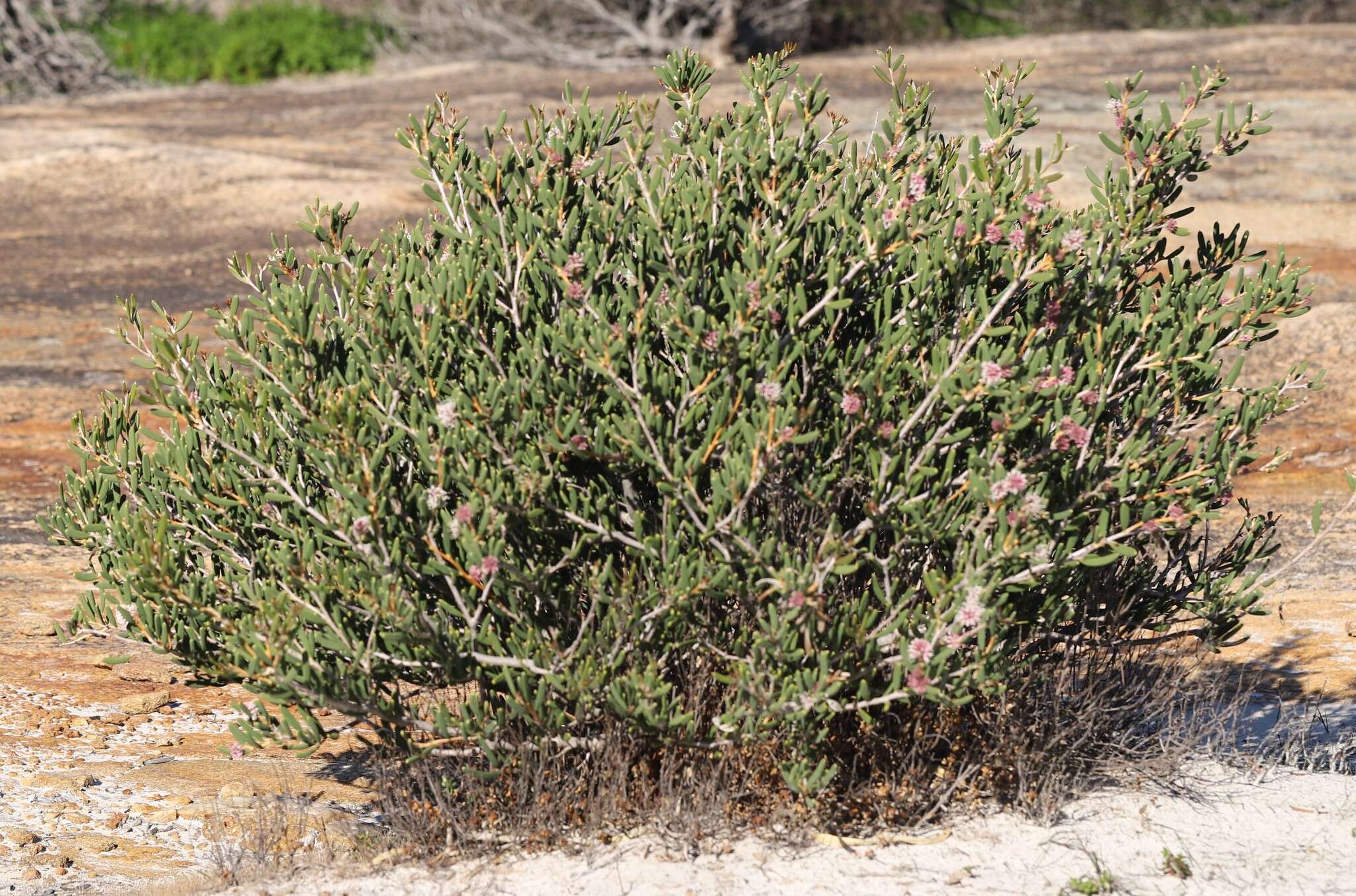 Image de Hakea clavata Labill.