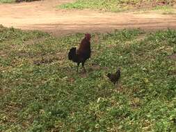 Image of Red Junglefowl