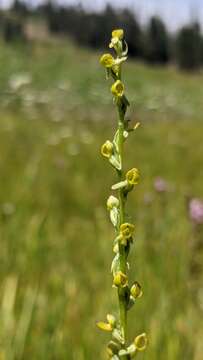 Platanthera yosemitensis Colwell, Sheviak & P. E. Moore resmi