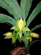 Cycnoches aureum Lindl. & Paxton的圖片