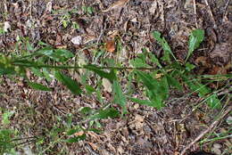 Image of showy goldenrod