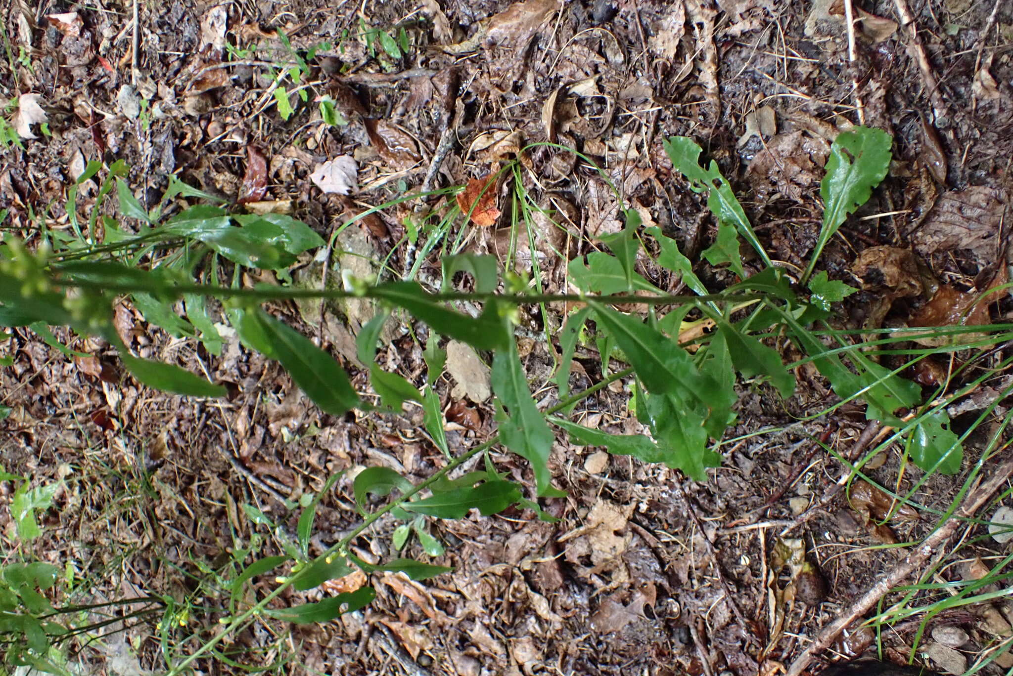 Image of showy goldenrod