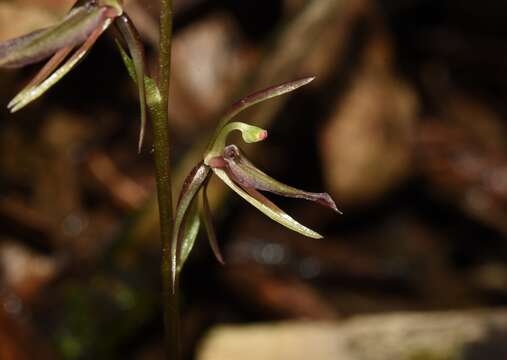 Image of Cyrtostylis reniformis var. huegelii (Endl.) Benth.