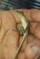 Image of Granular Anole