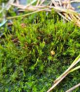 Image of racomitrium moss