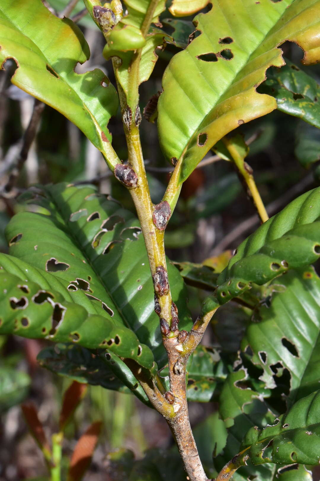 Image of Nothofagus codonandra (Baill.) Steenis