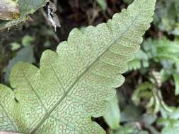 Image of Stegnogramma wilfordii (Hook.) Seriz.