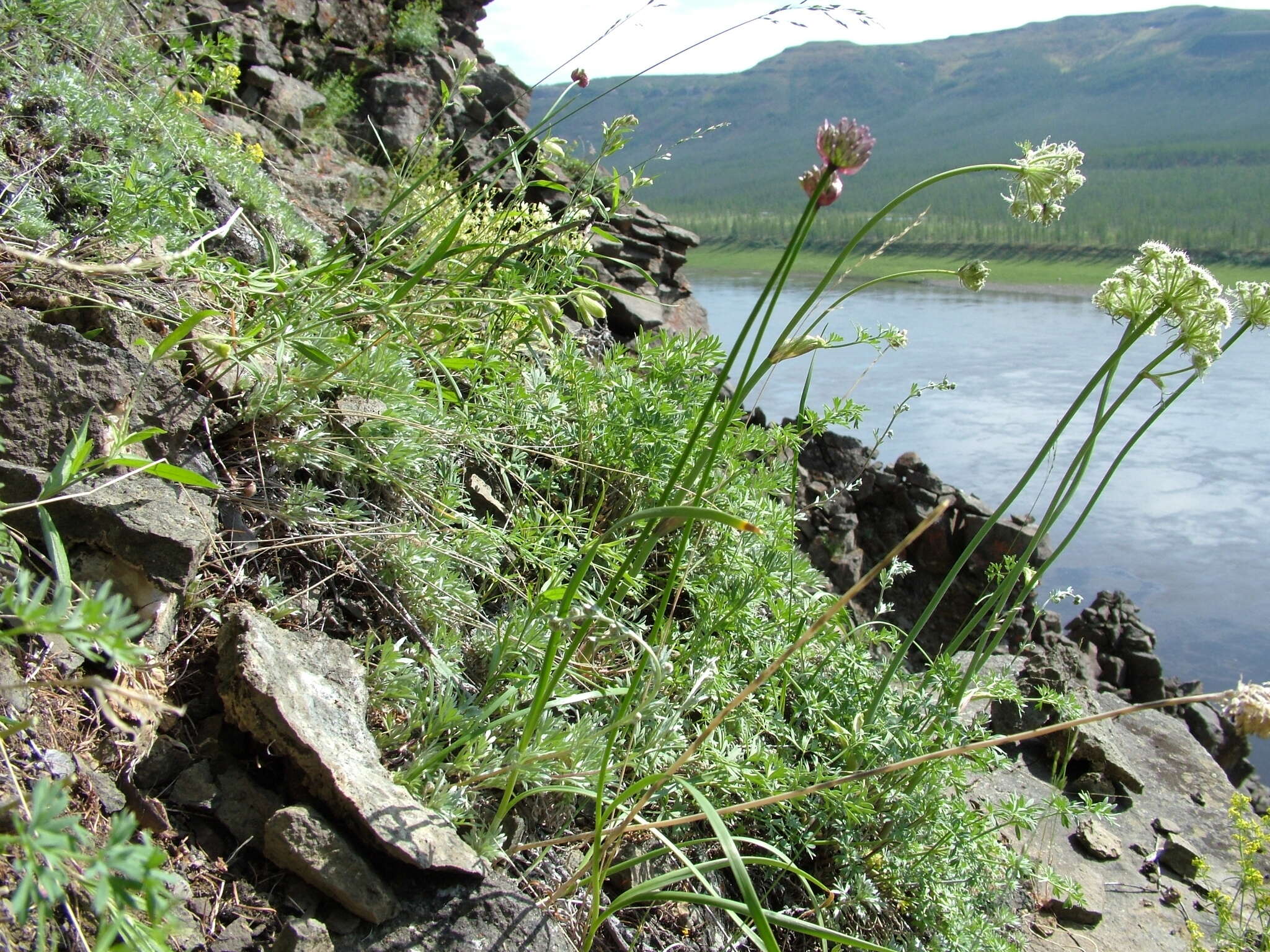 Image of Allium strictum Schrad.