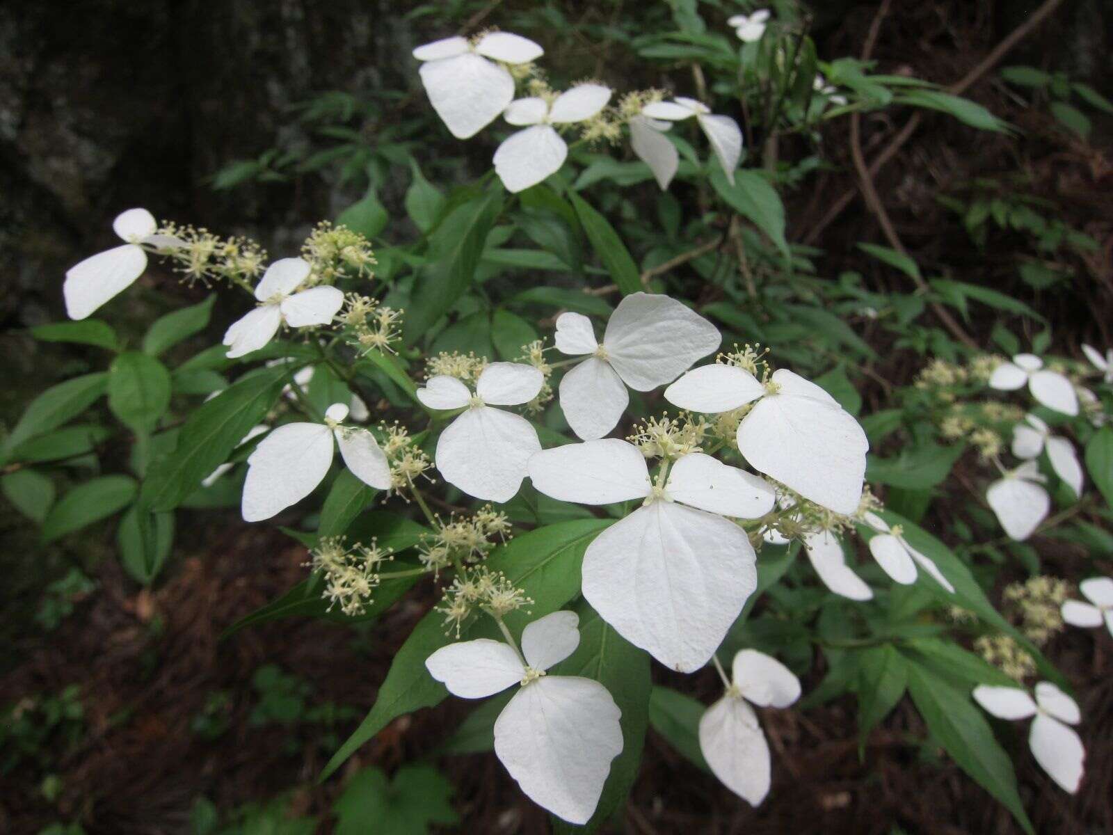 Image of Hydrangea scandens (L. fil.) Ser.