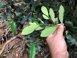 Image of Diospyros australis (R. Br.) Hiern