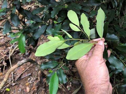 Image of Diospyros australis (R. Br.) Hiern