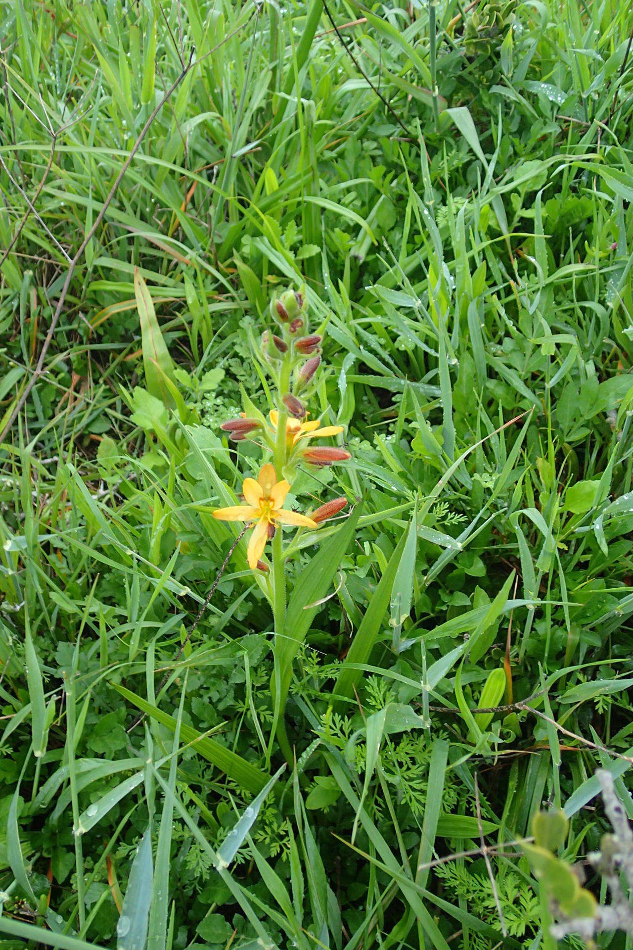 Image of Wachendorfia multiflora (Klatt) J. C. Manning & Goldblatt