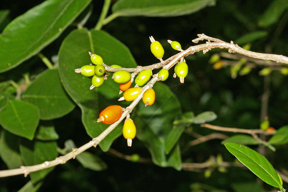 Image de Coffea racemosa Lour.