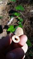 Image of Rufous Milkcap