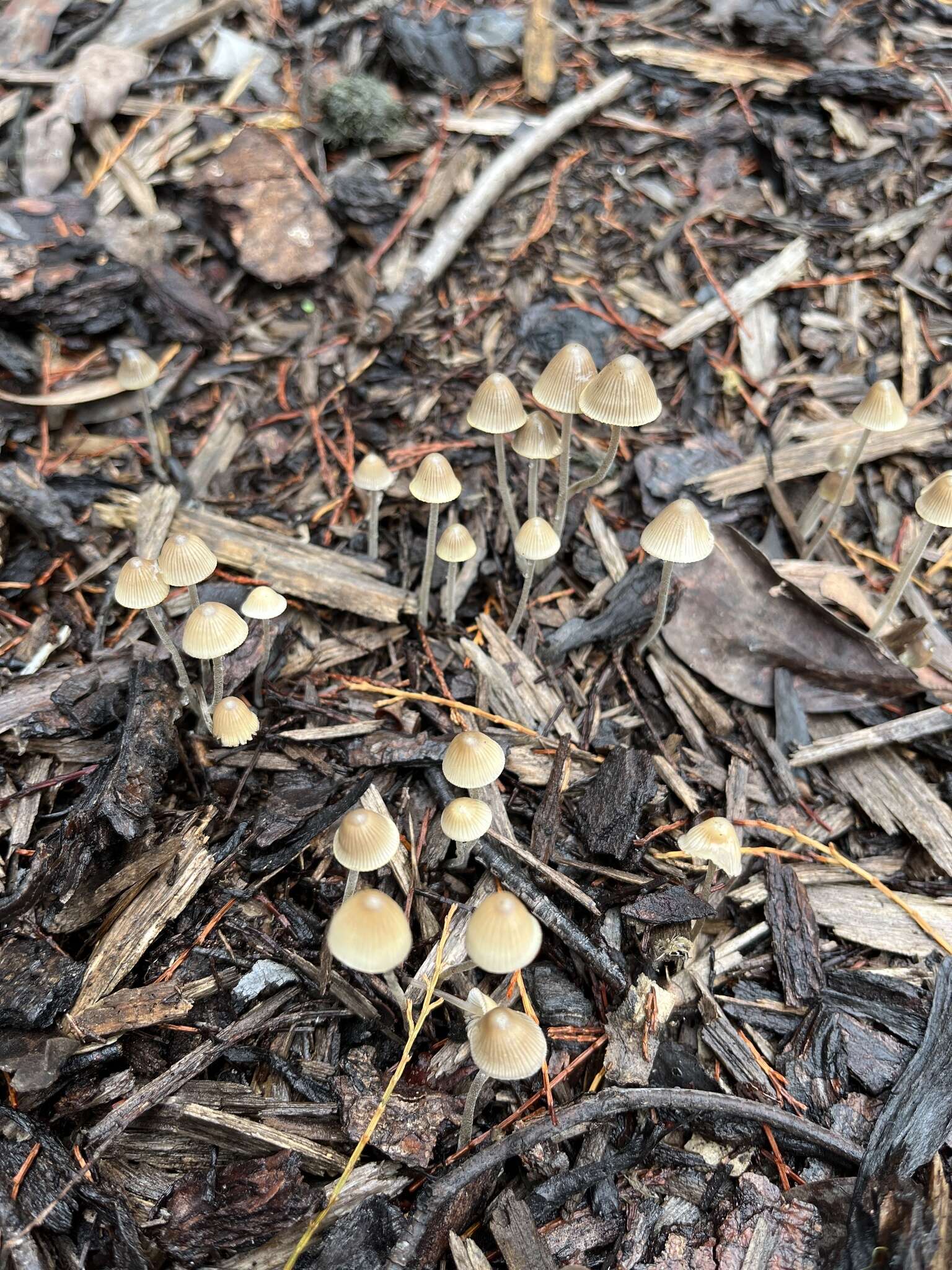 Mycena arcangeliana Bres. 1904 resmi