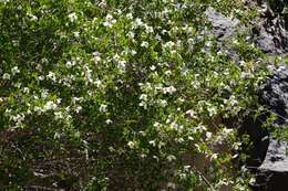 Imagem de Philadelphus microphyllus A. Gray